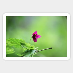 Salmon berry flowers 3 Sticker